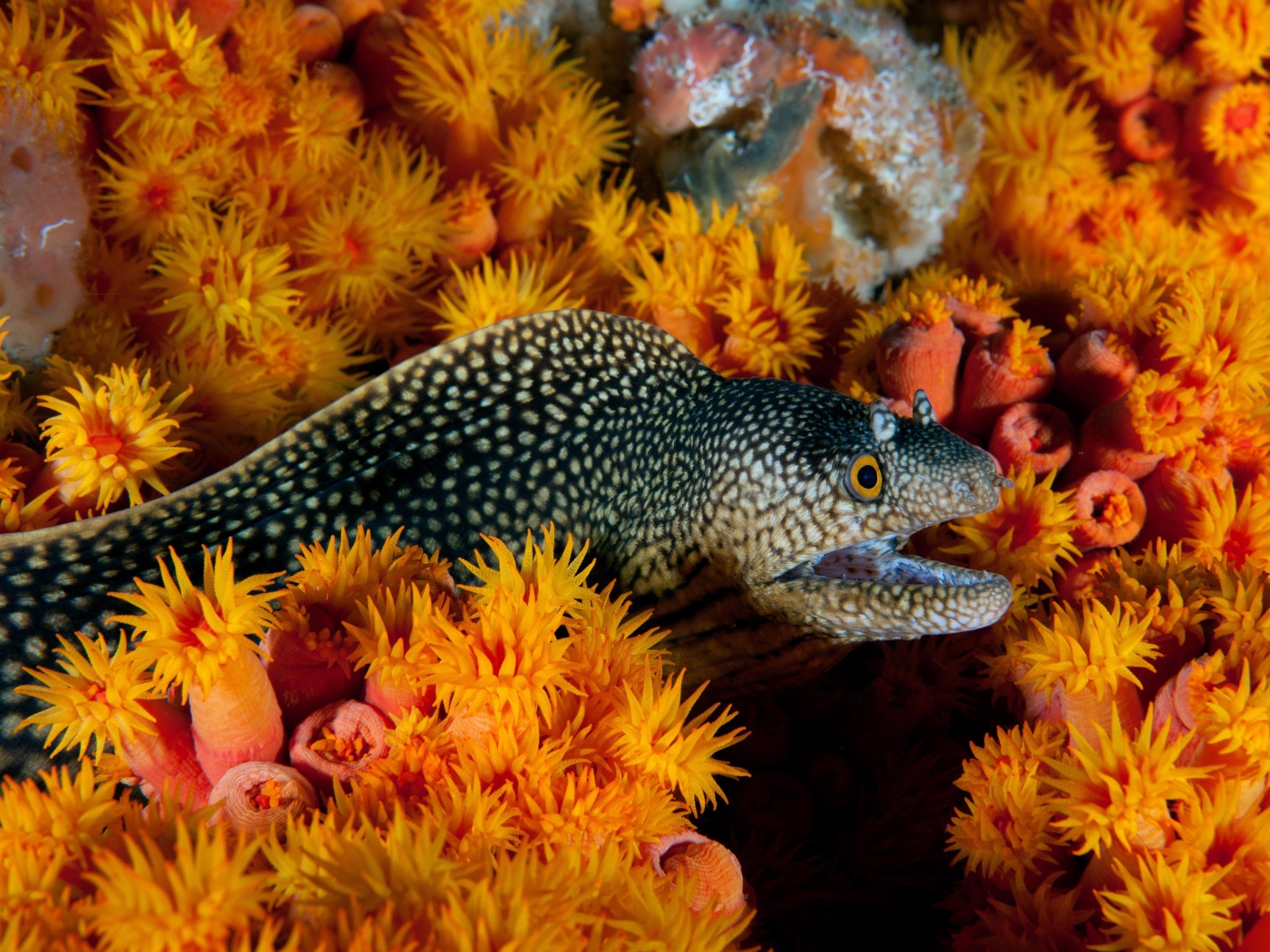 Мурена и морские анемоны под водой