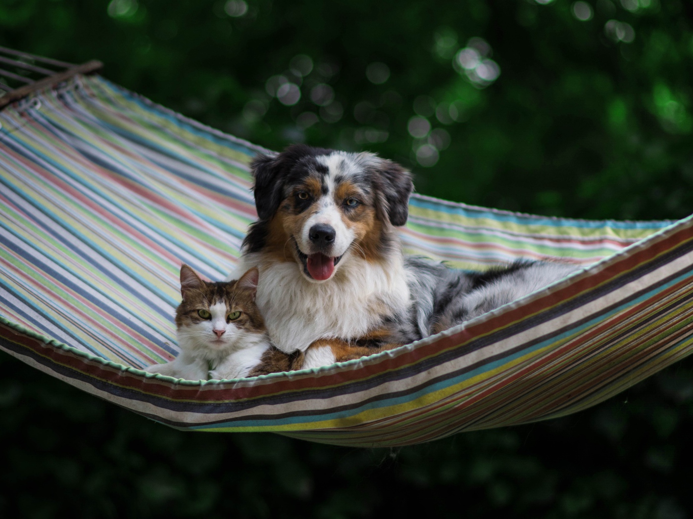Собака и кот лежат в гамаке 