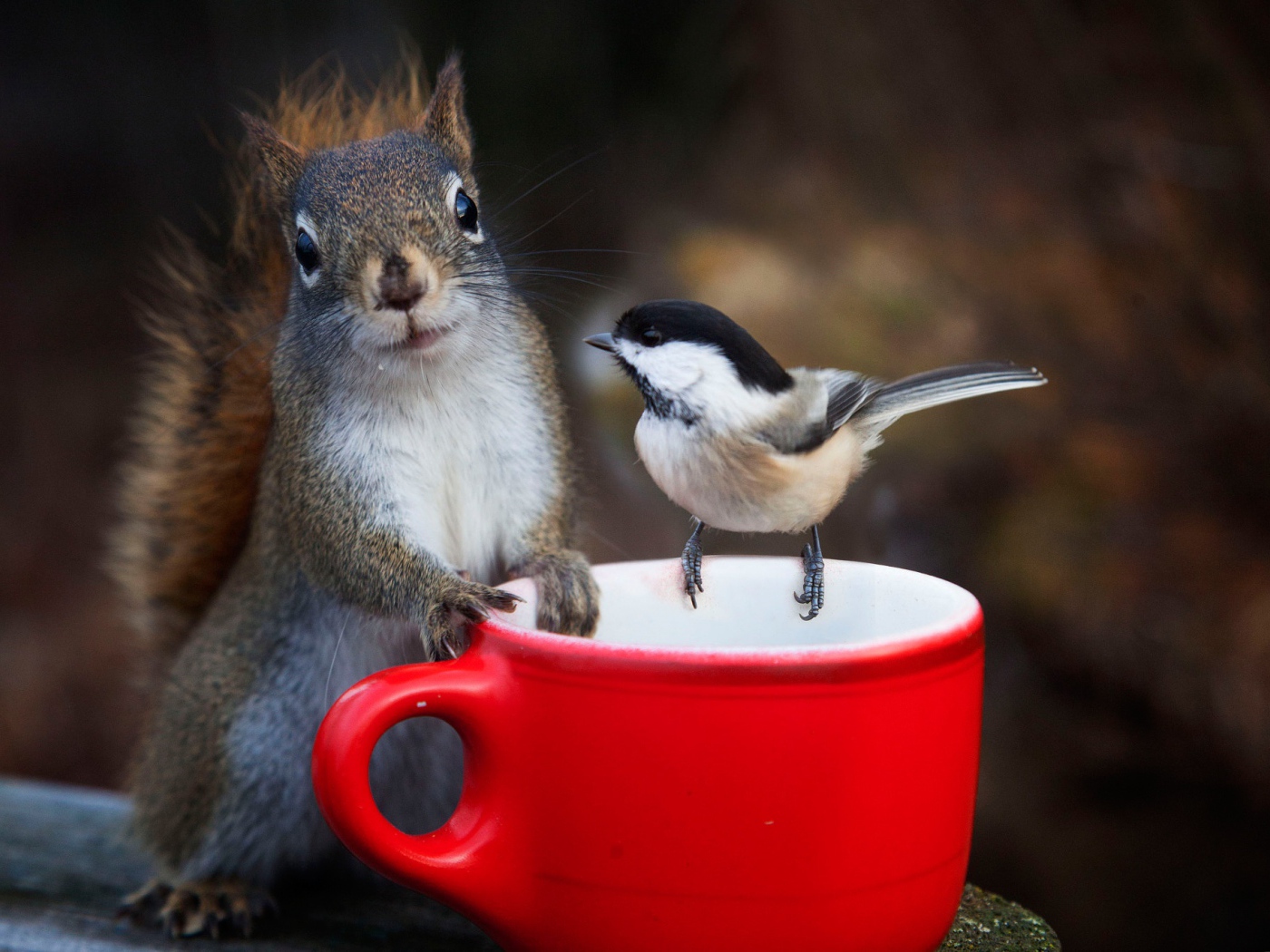Белка и воробей у красной чашки 