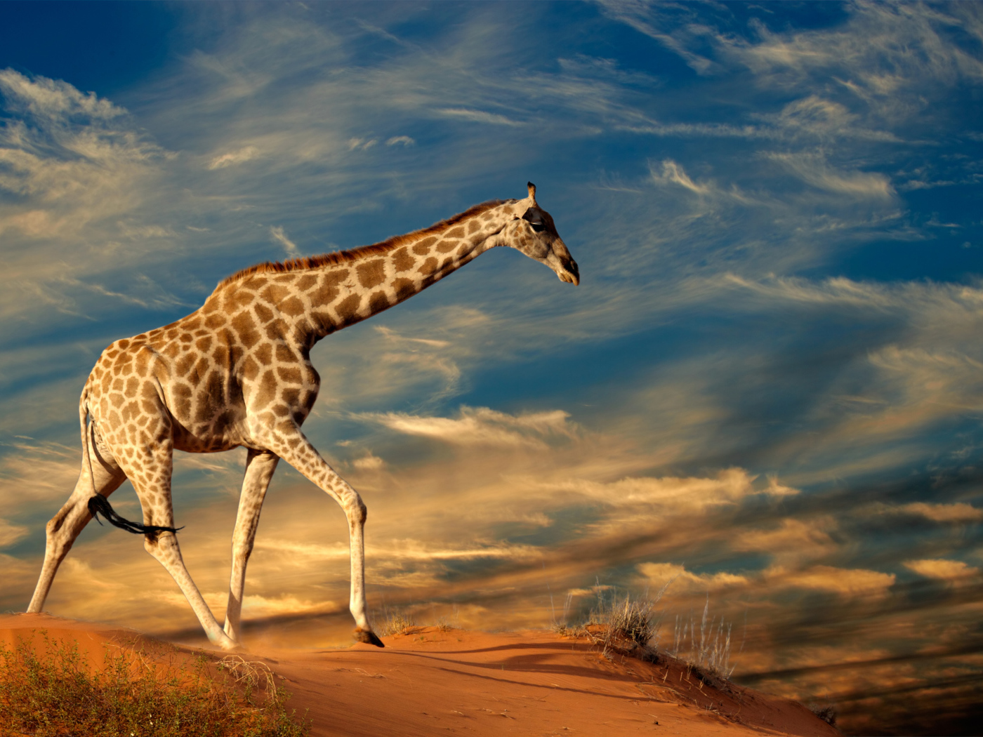 Большой жираф под красивым облачным небом