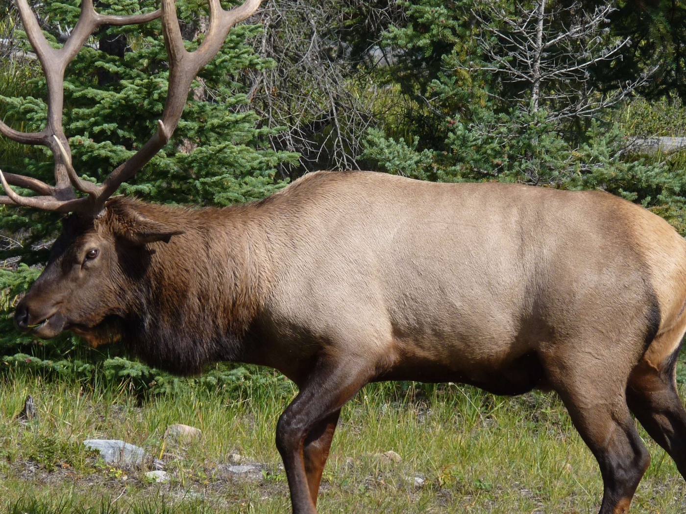 Олень с большими рогами в лесу