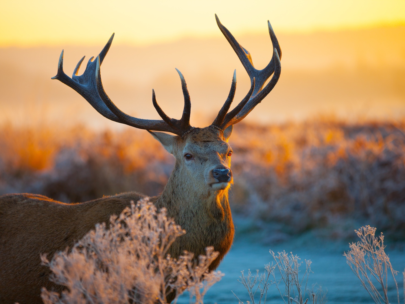 Олень с большими рогами в лучах зимнего солнца