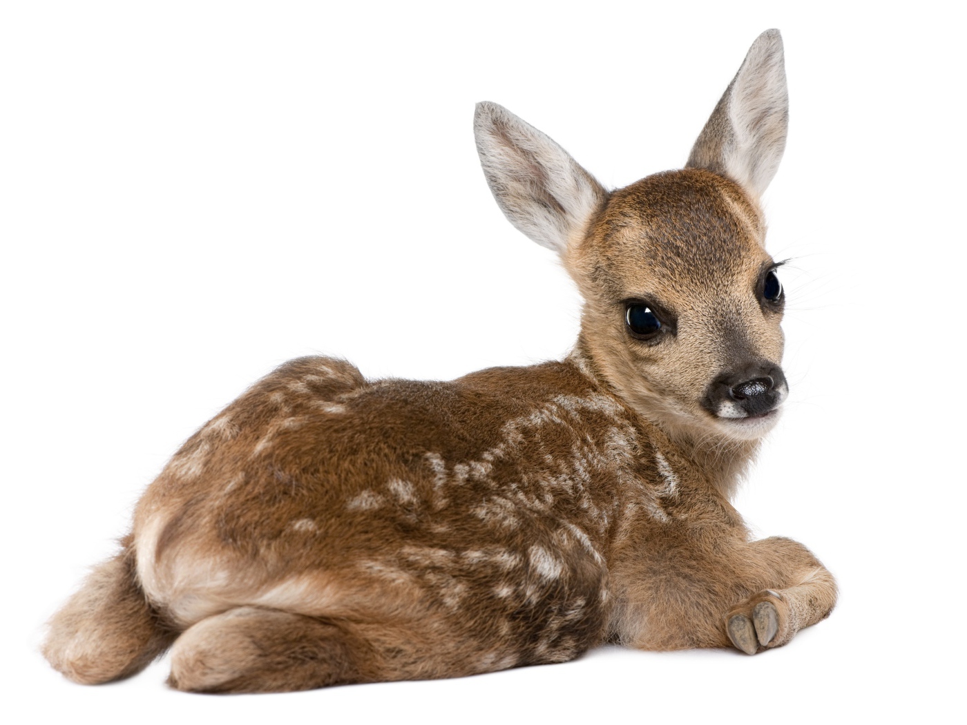 Маленький олененок на белом фоне