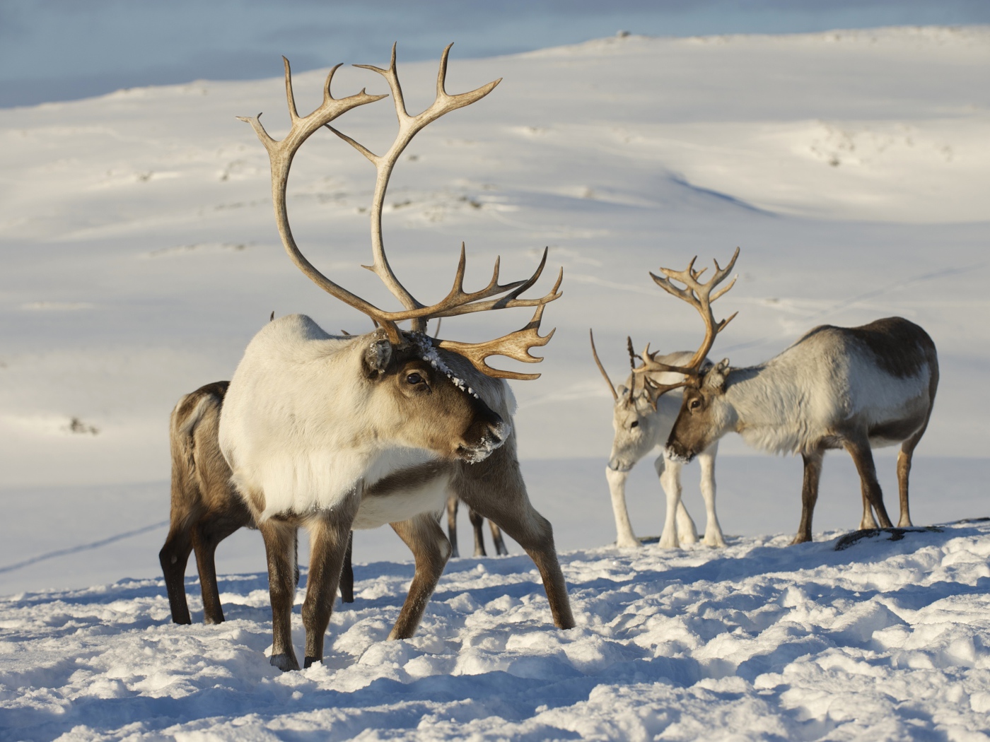 Северные олени на снегу