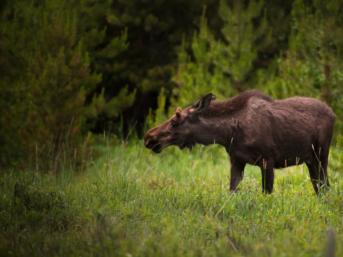 Большой лось пасется на зеленой траве
