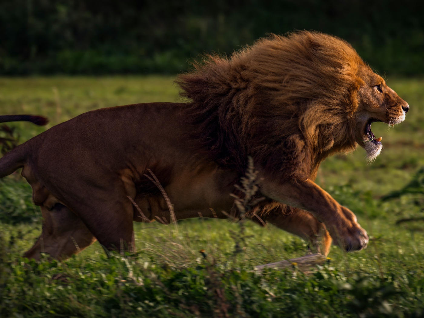 Большой лев бежит по зеленой траве
