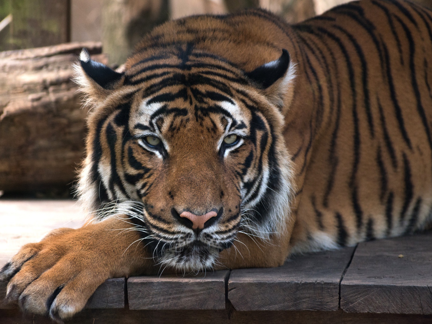 Большой полосатый тигр лежит на деревянном полу 