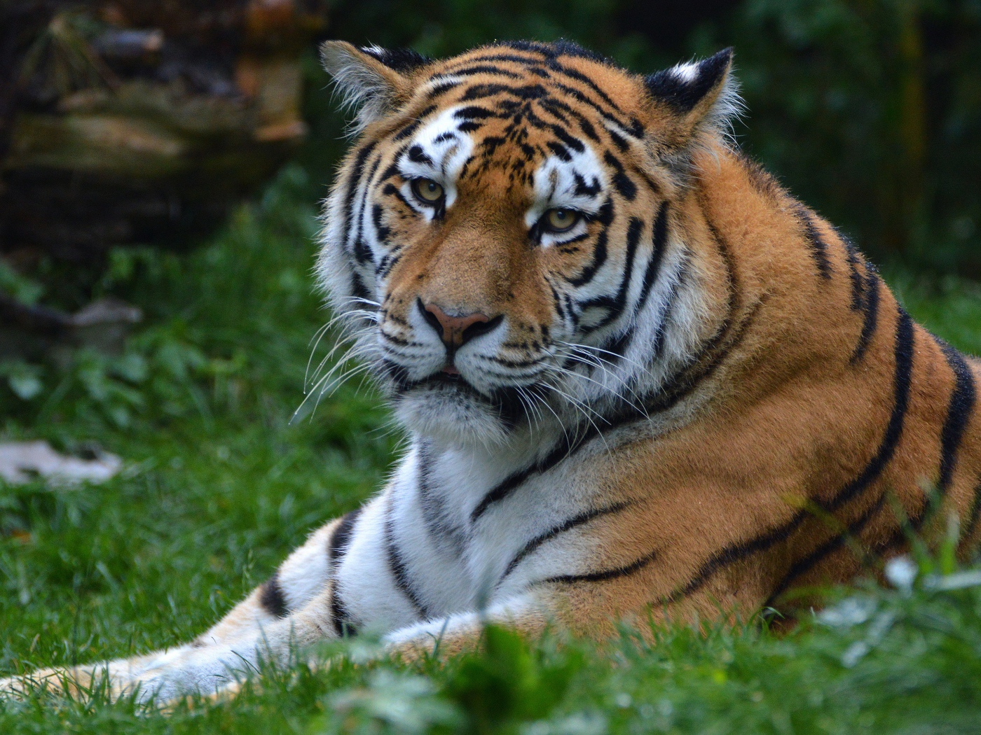 Большой полосатый тигр лежит на зеленой траве