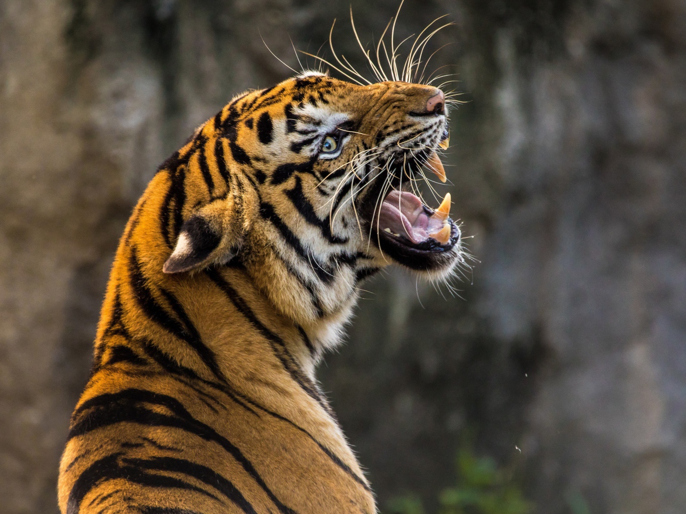 Большой тигр с грозным оскалом