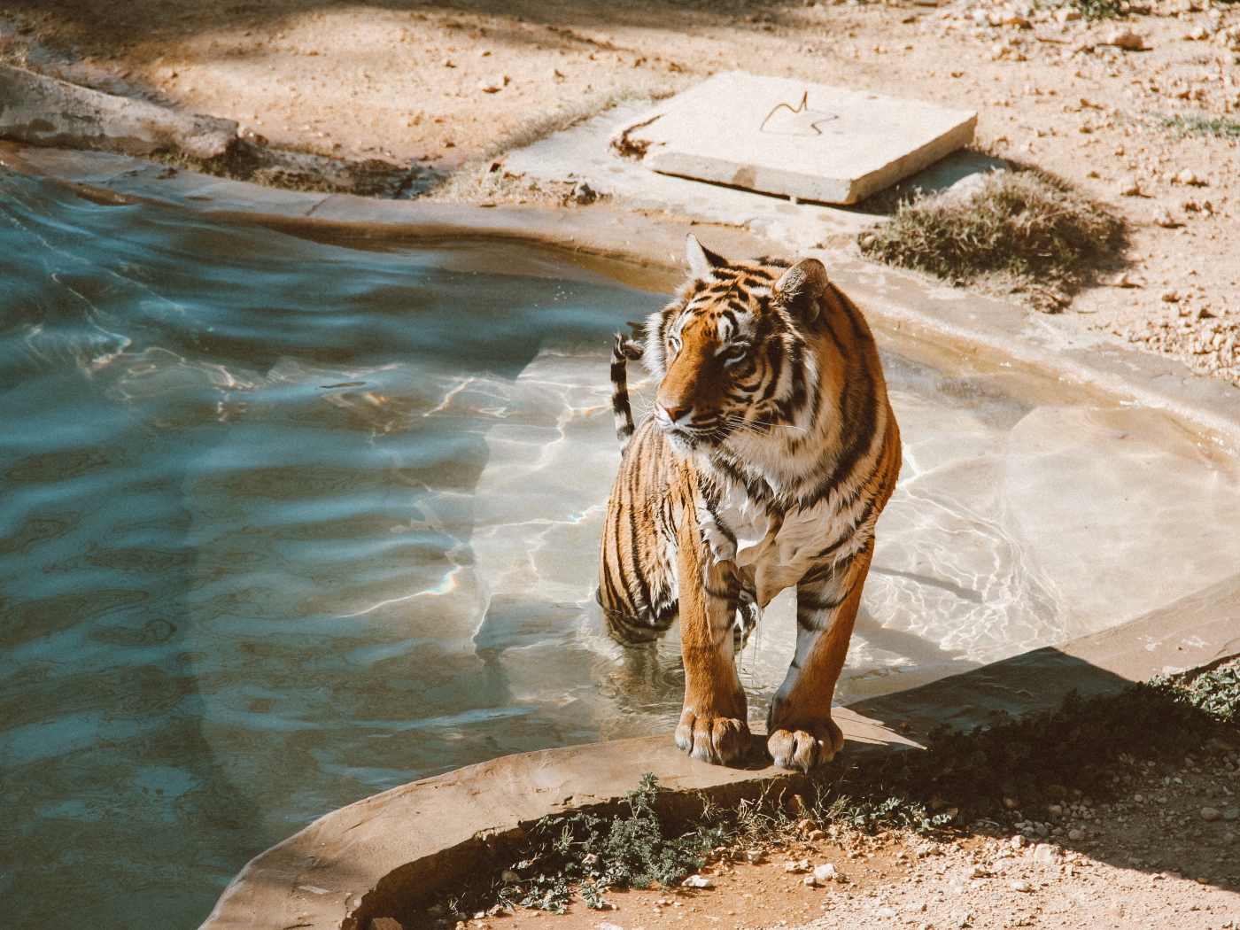 Большой мокрый тигр вылезает из бассейна