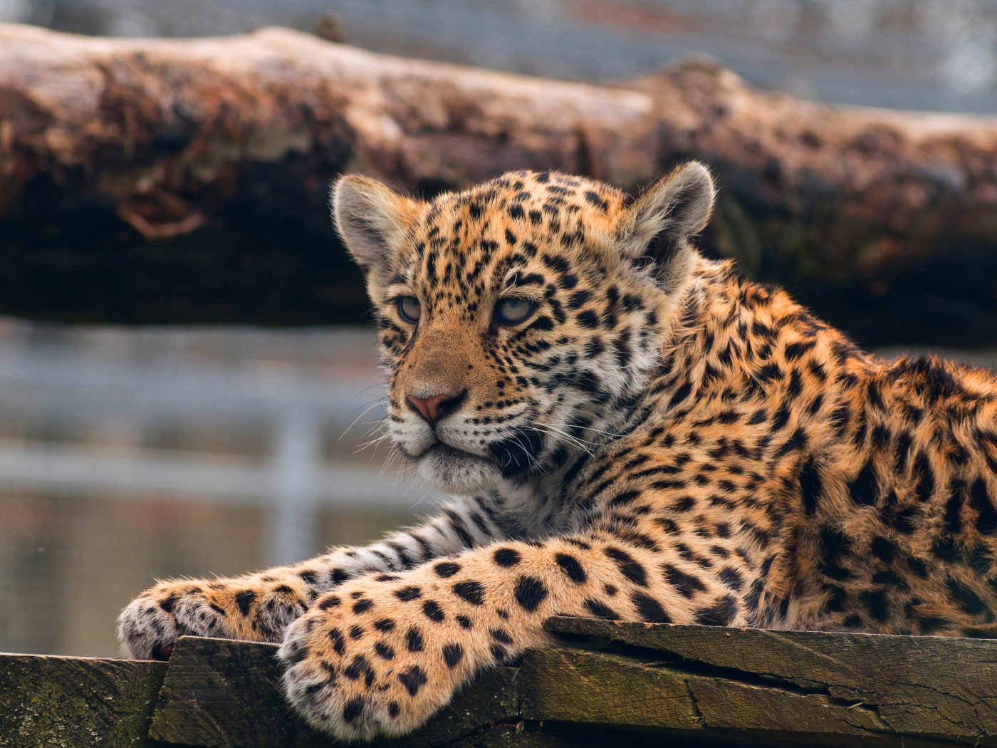 Маленький леопард лежит  досках