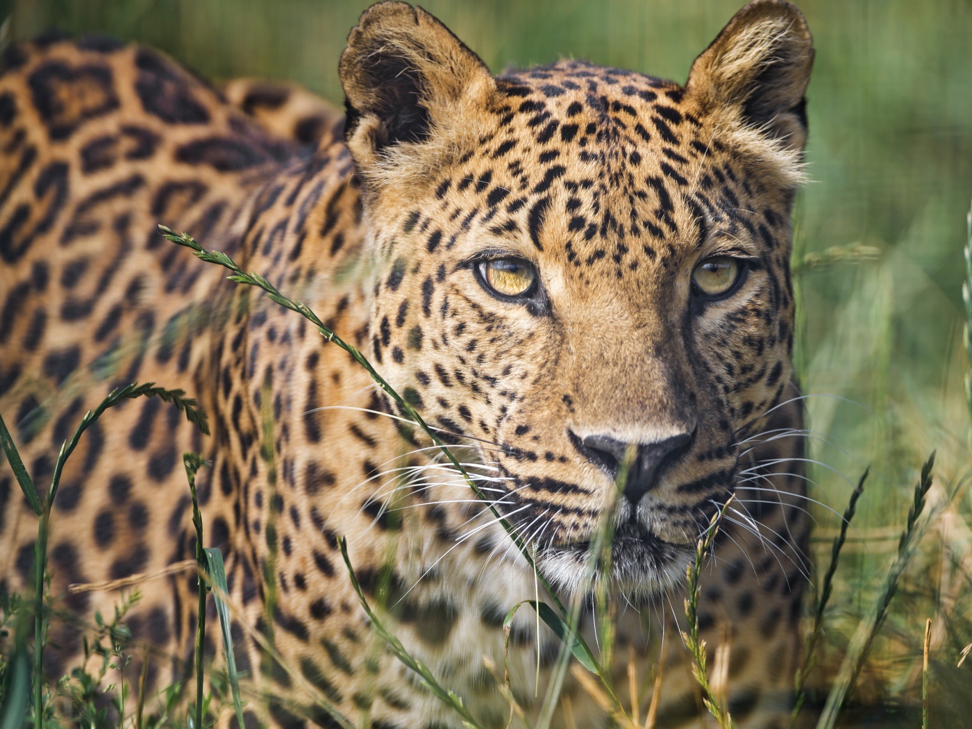 Красивый леопард в зеленой траве