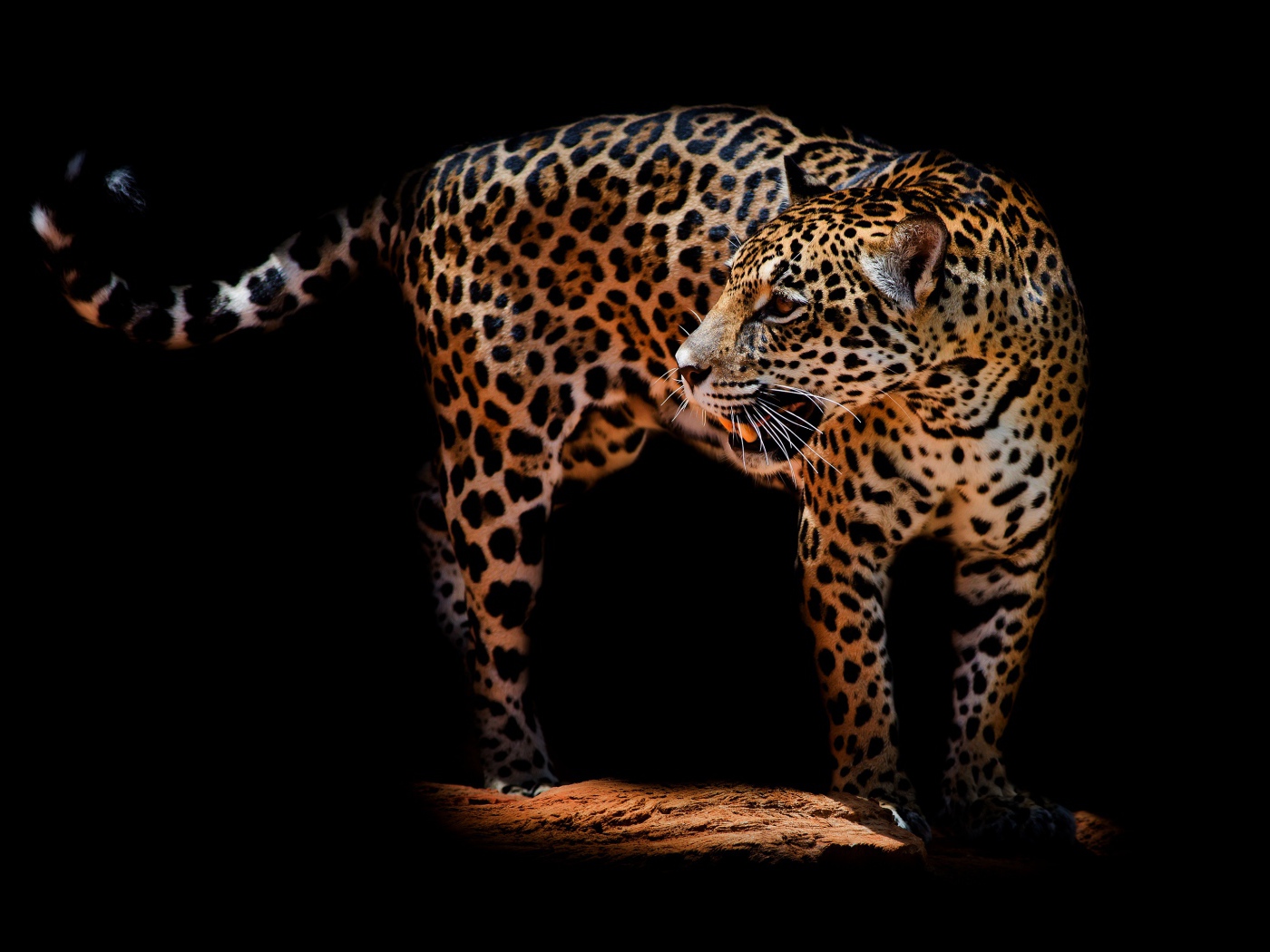 Красивый грозный леопард на черном фоне