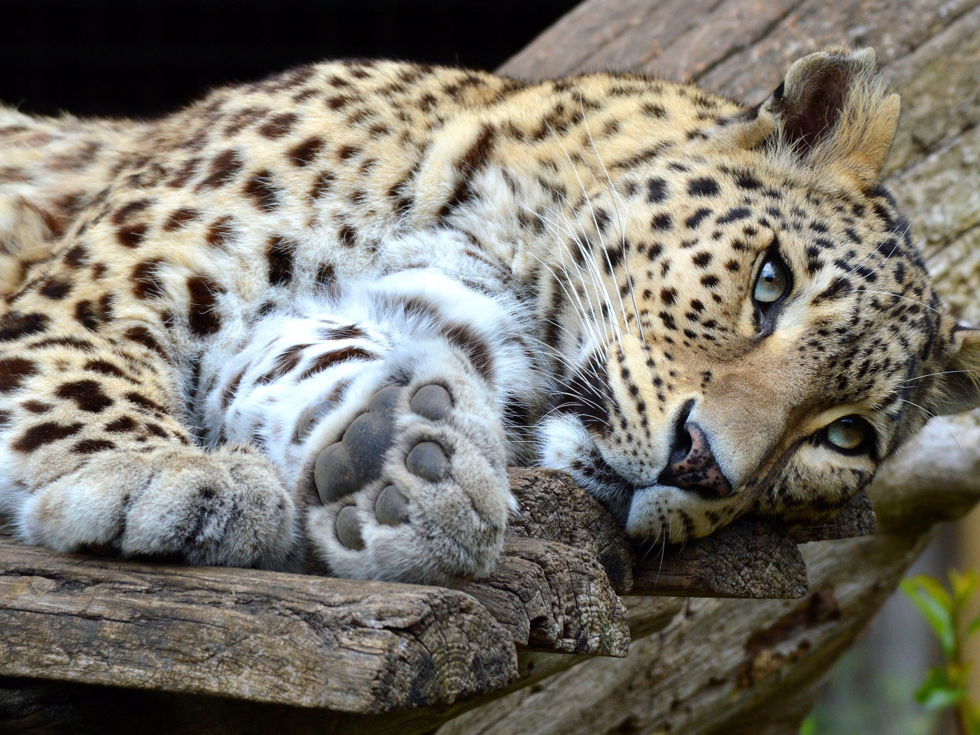 Красивый хищный пятнистый леопард лежит 