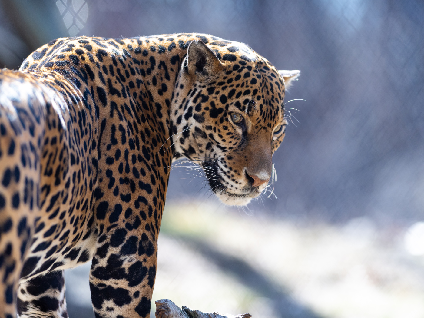 Красивый пятнистый гепард в зоопарке