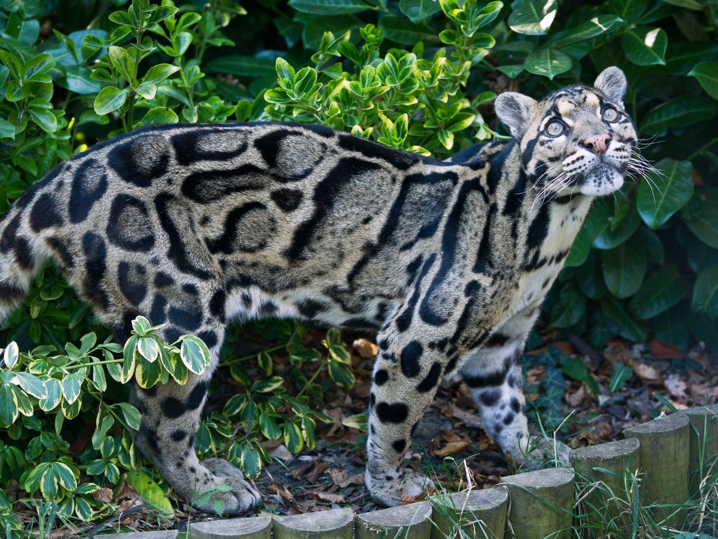 Красивый пятнистый дымчатый леопард