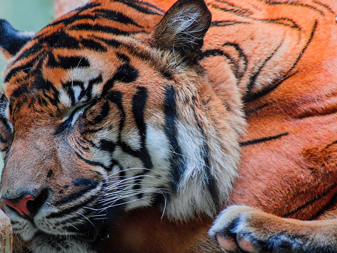 Большой красивый спящий тигр