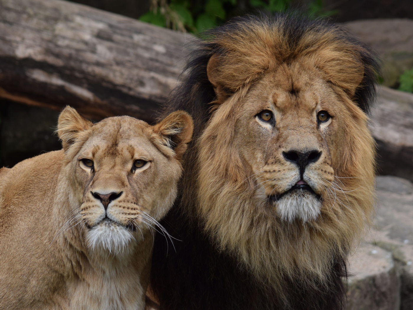 Большие лев и львица в зоопарке