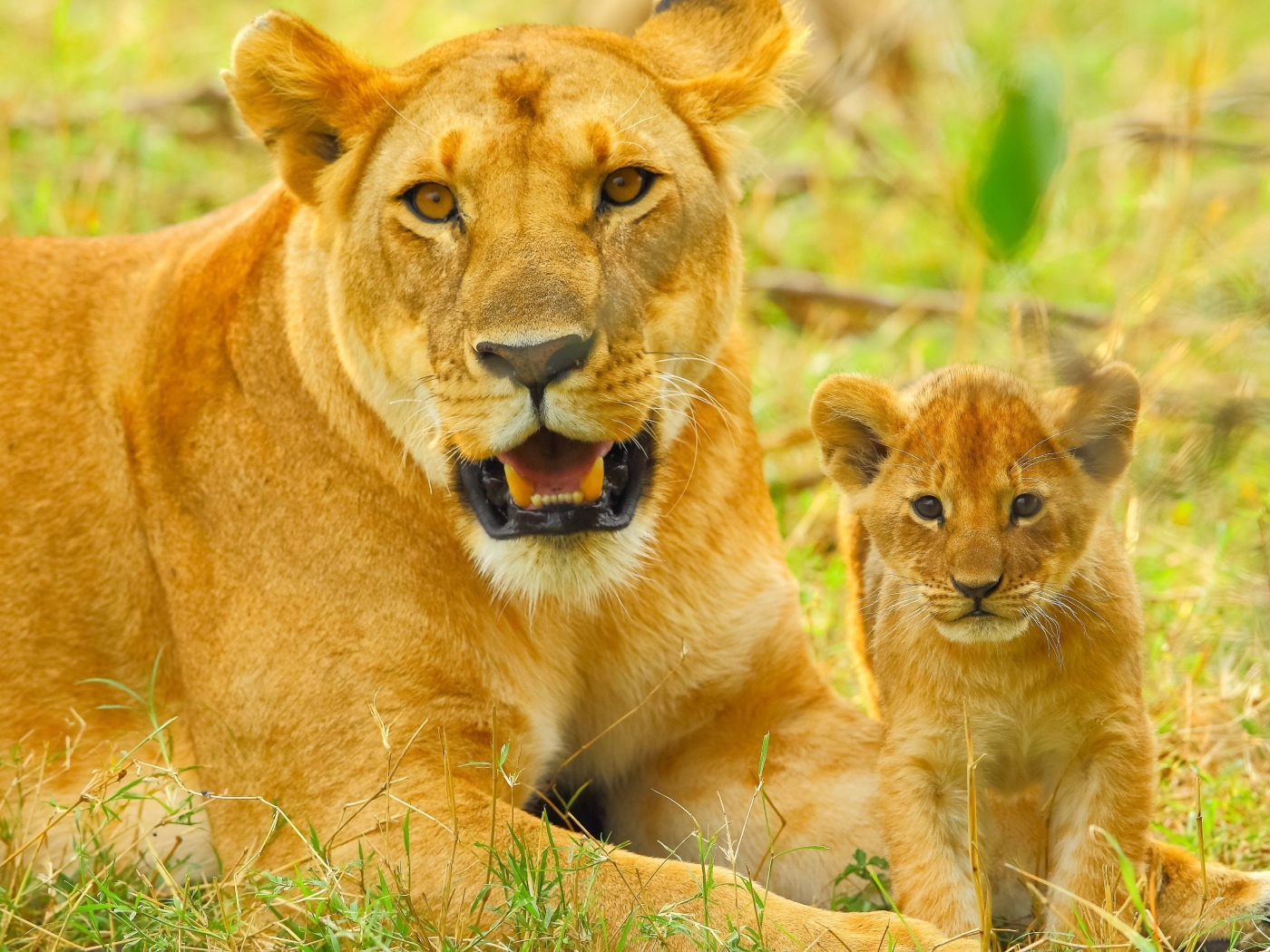 Большая львица с маленьким львенком лежат на зеленой траве