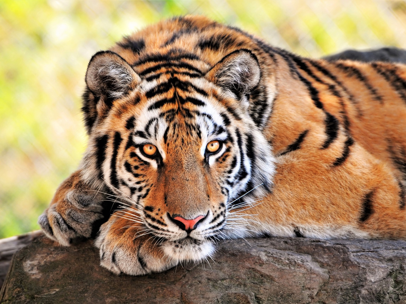 Большой величественный тигр крупным планом