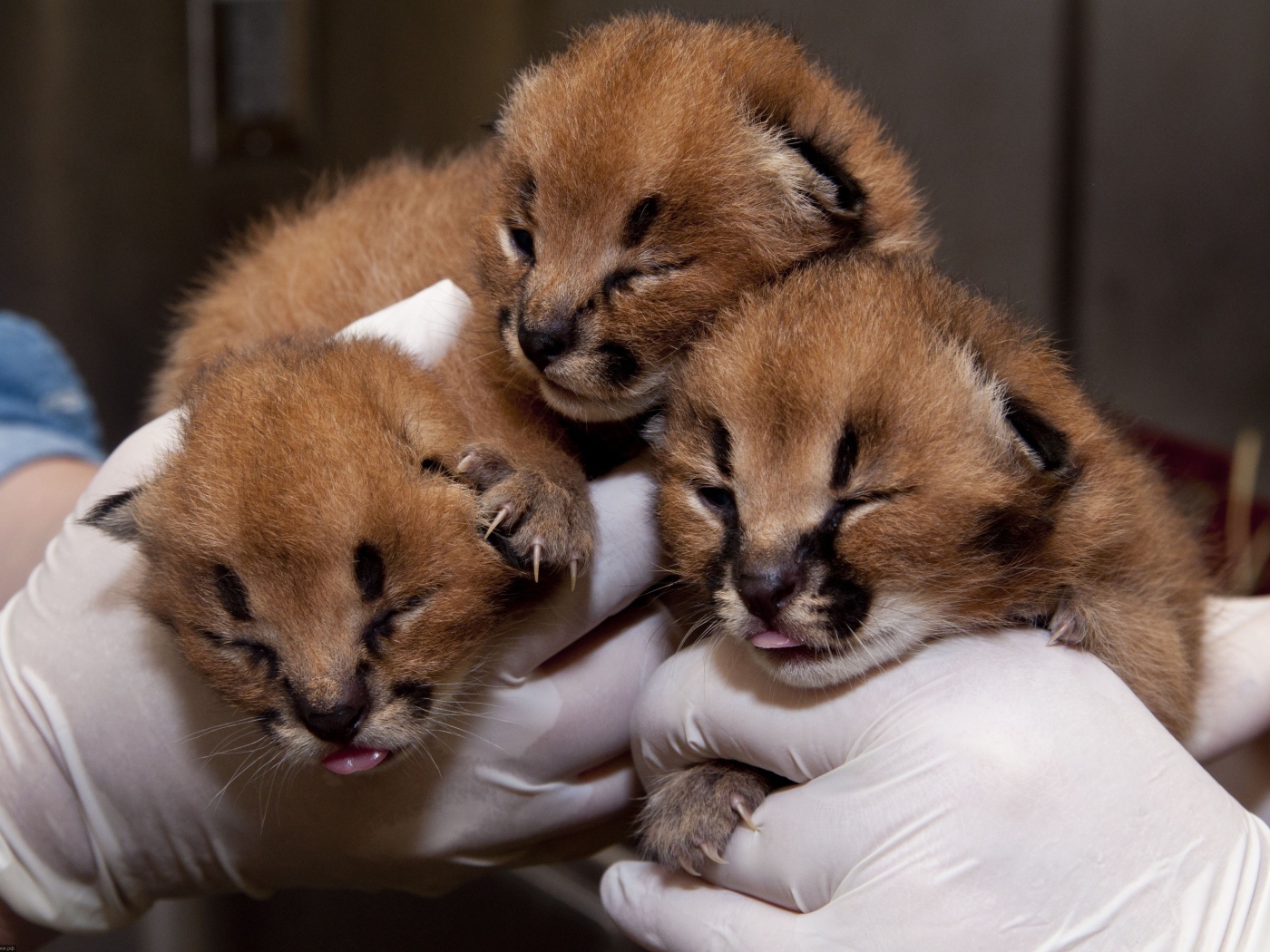 Маленькие котята каракала в руках