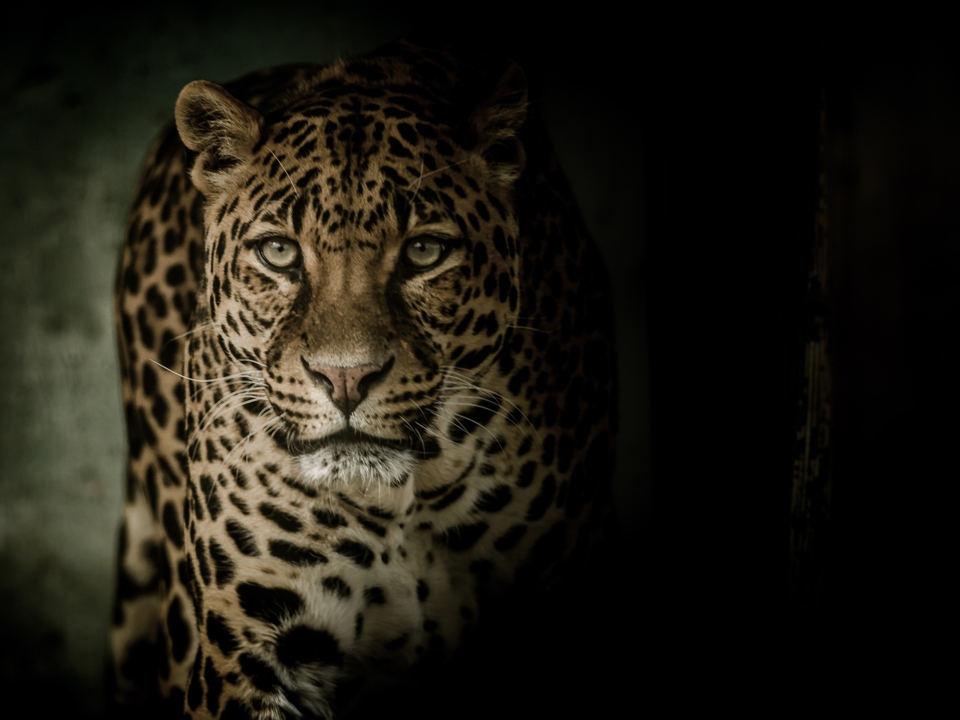 Взгляд пятнистого леопарда