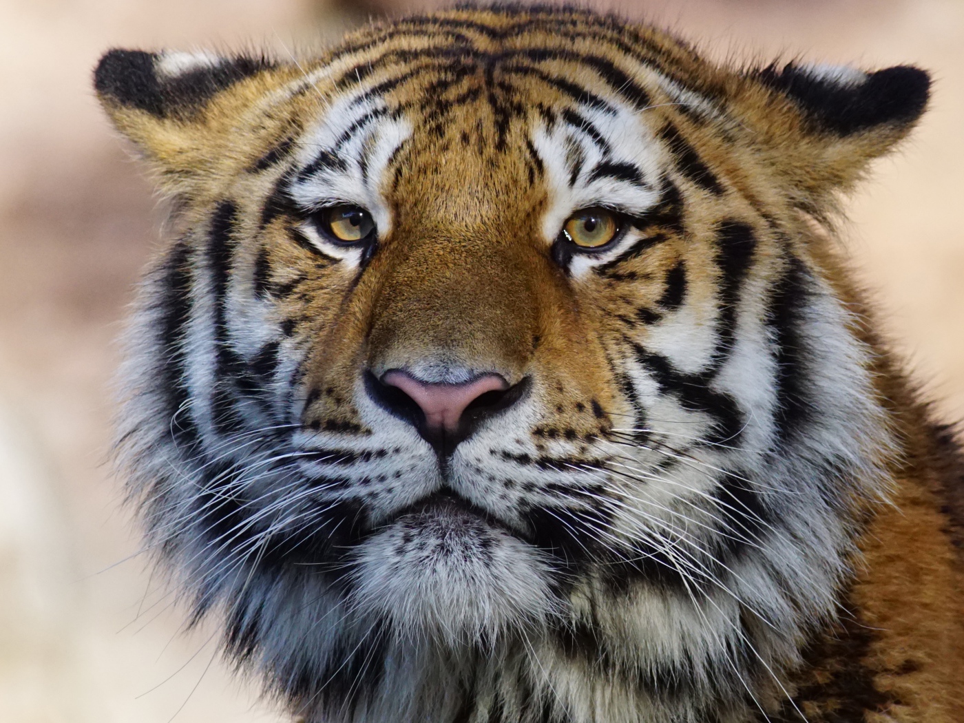 Морда большого полосатого тигра крупным планом