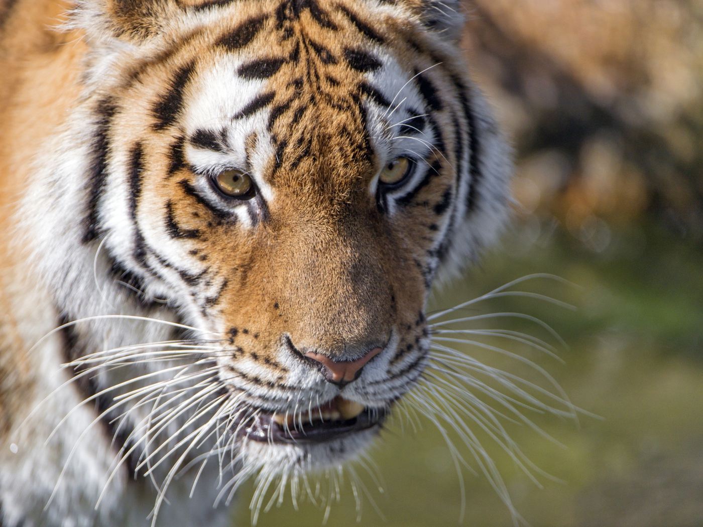 Морда большого тигра