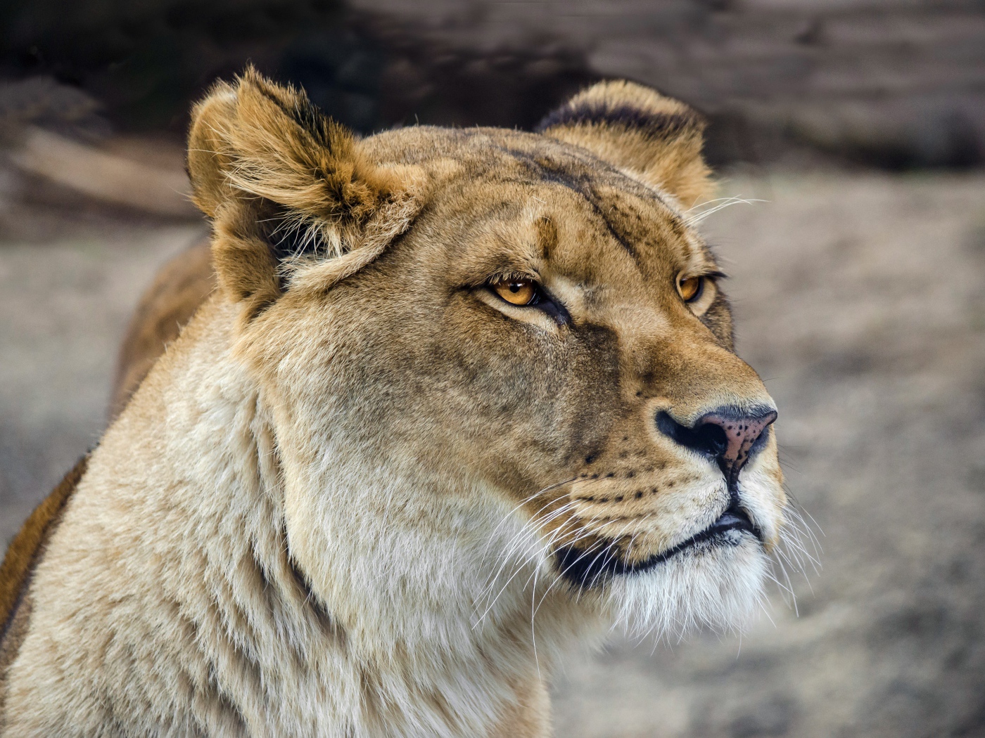 Серьезная морда большой львицы 