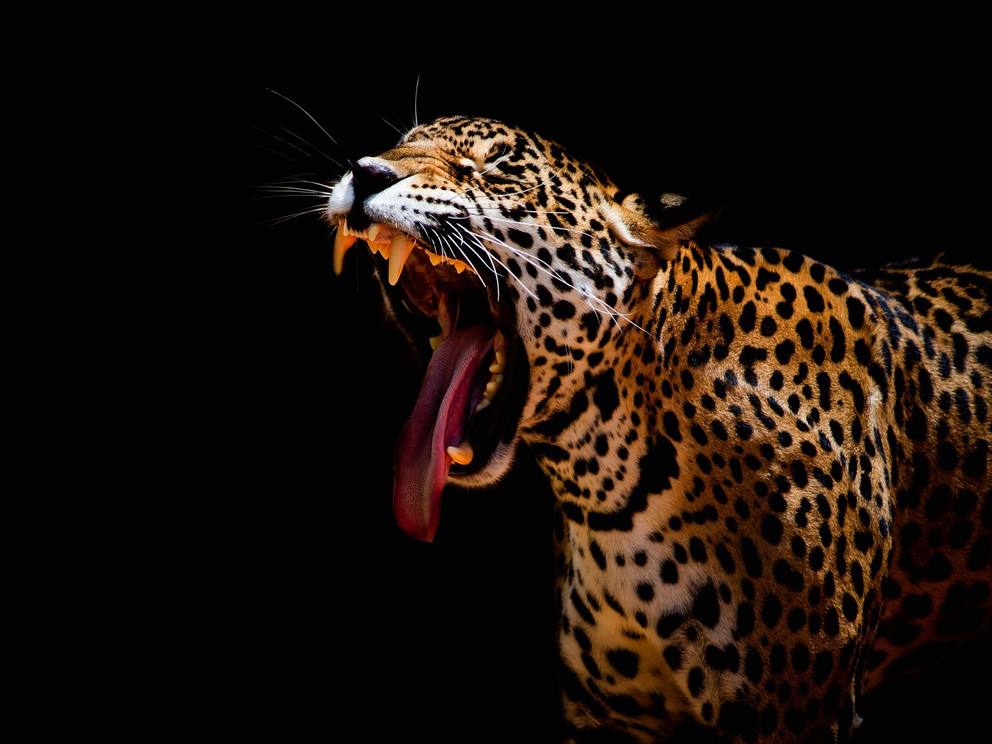 Большой леопард зевает на черном фоне