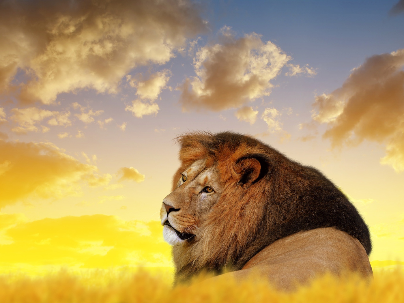 Большой лев лежит под красивым небом