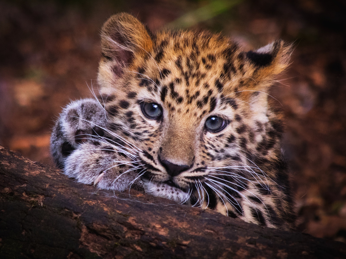 Маленький детеныш леопарда лежит на дереве