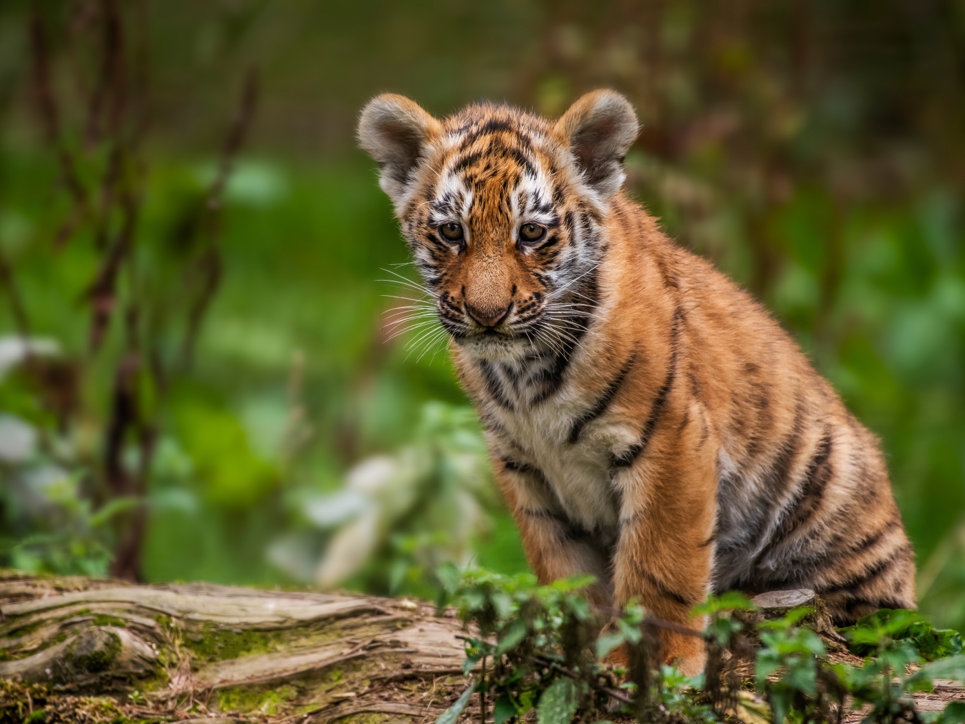 Маленький грустный тигренок сидит на сухом дереве