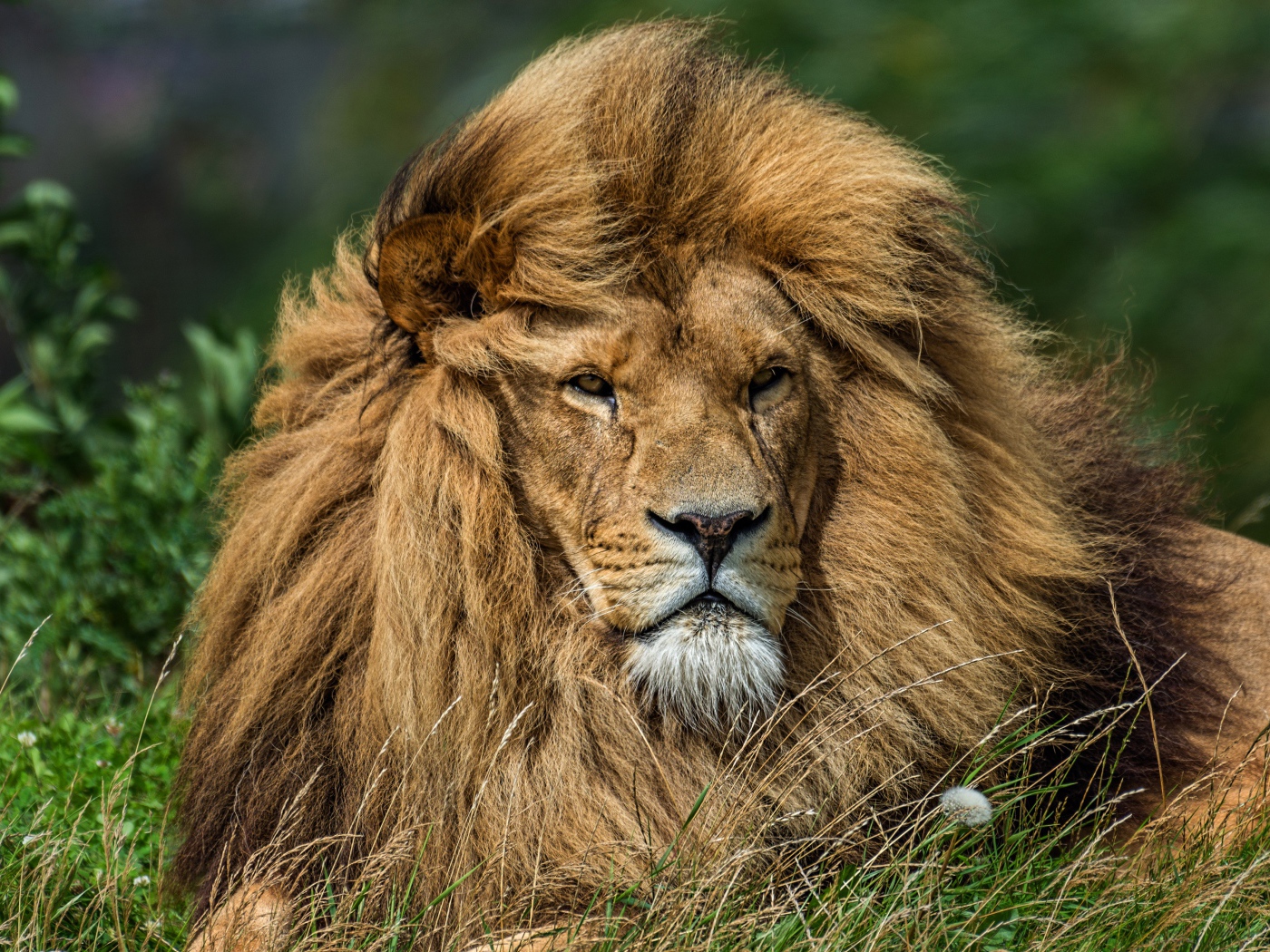 Ветер развивает гриву большого льва