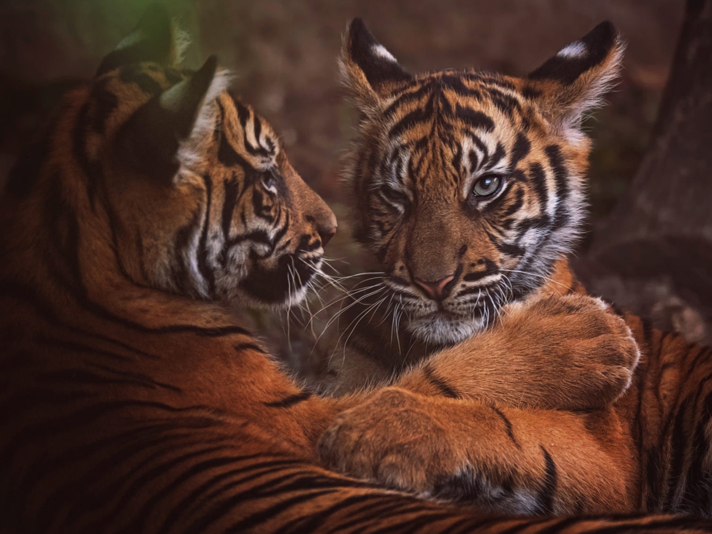 Два маленький тигренка играют