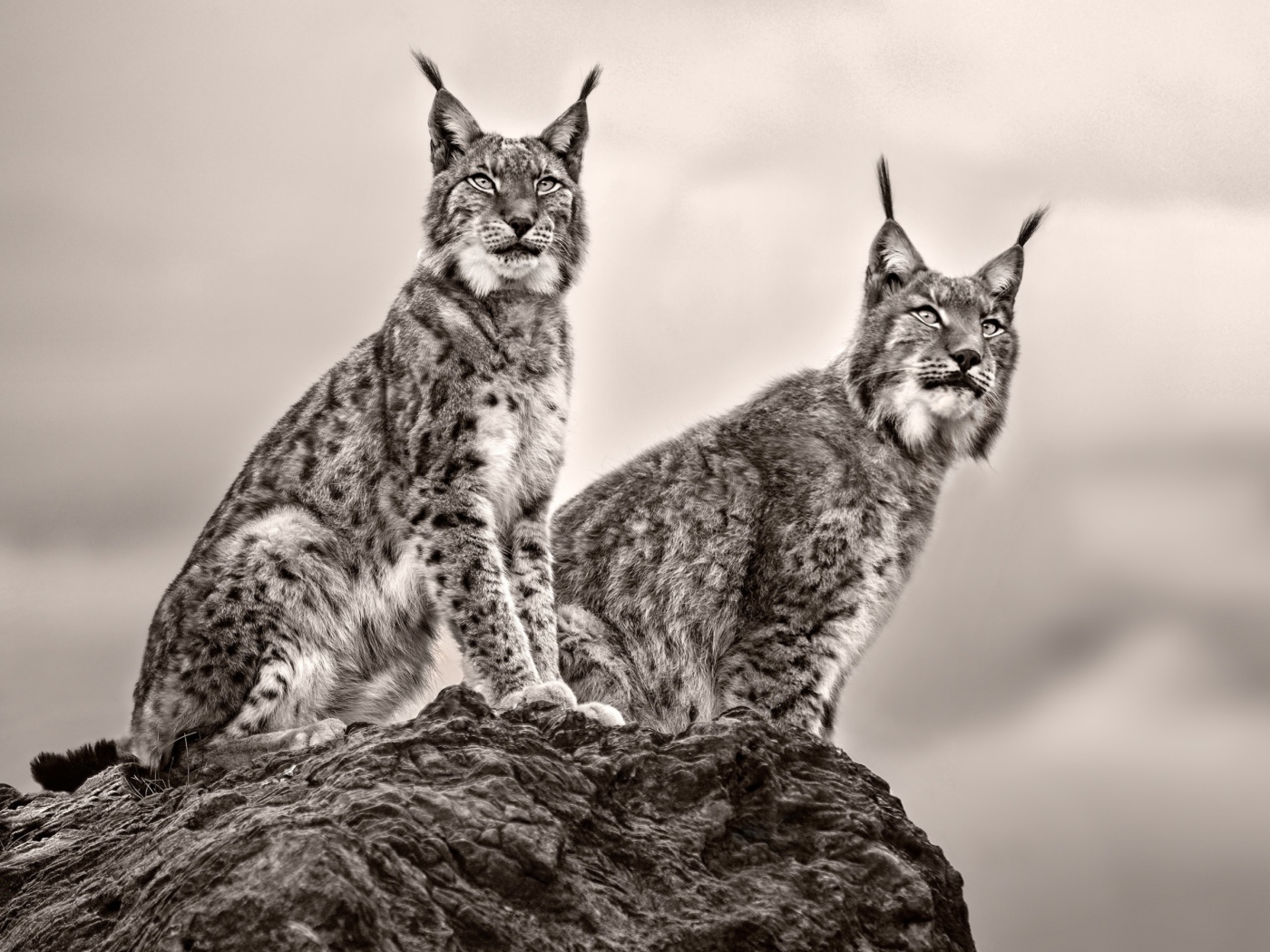 Две рыси сидят на камне