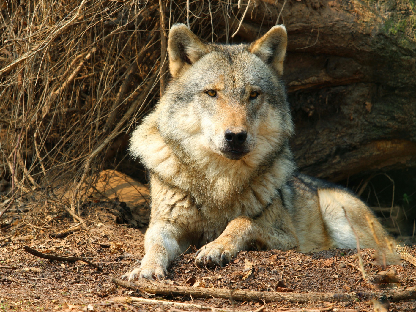 Серьезный серый волк лежит под сухим деревом