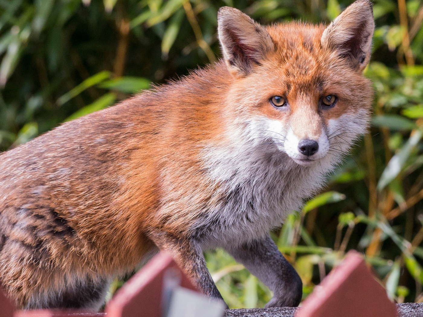 Хитрая хищная рыжая лиса крупным планом