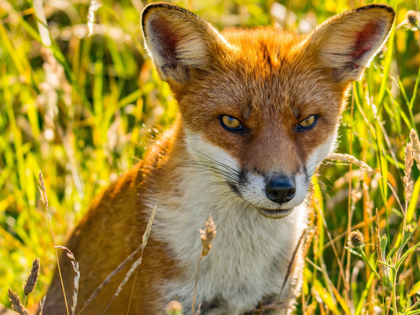Хитрая рыжая лиса сидит в зеленой траве