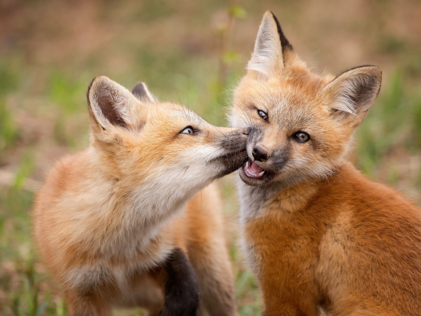 Две маленькие рыжие лисицы