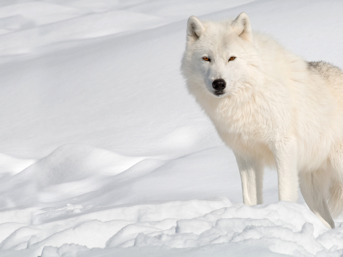 Белый волк стоит на холодном снегу 