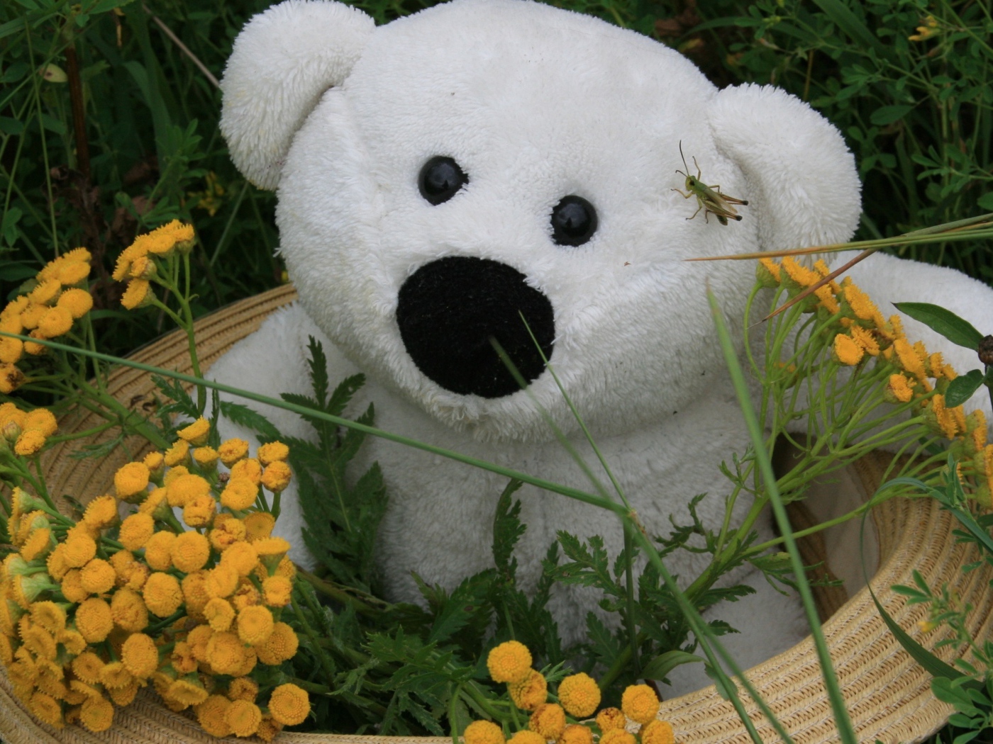 Белый плюшевый медведь в зеленой траве с цветами пижмы 