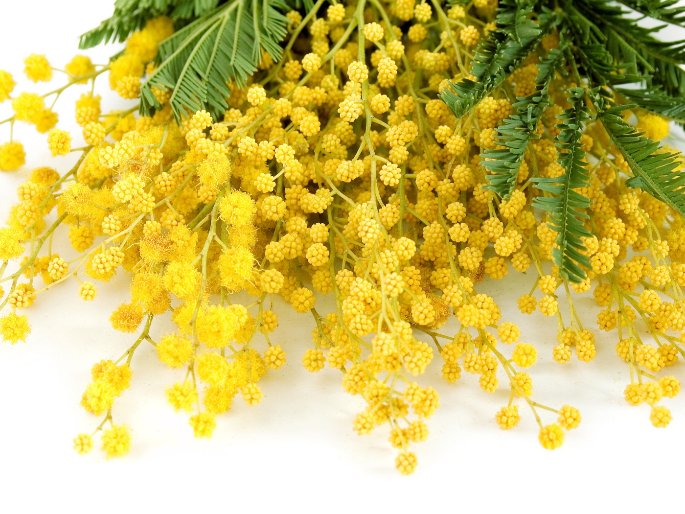 Букет красивой желтой мимозы на белом фоне в 8 марта