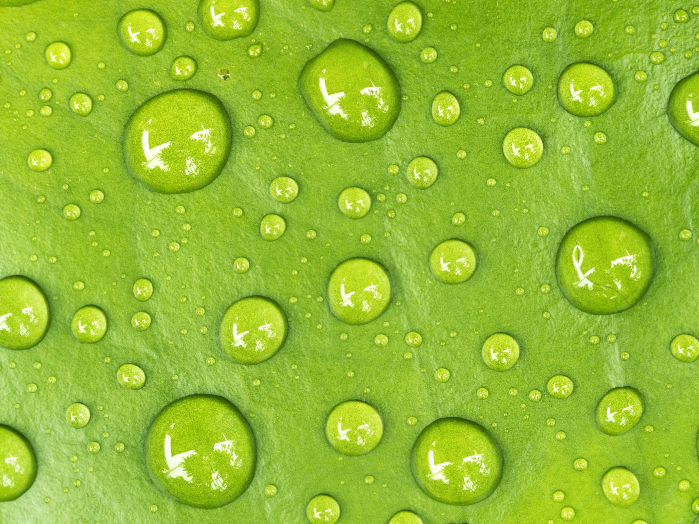 Drops on a green leaf close up
