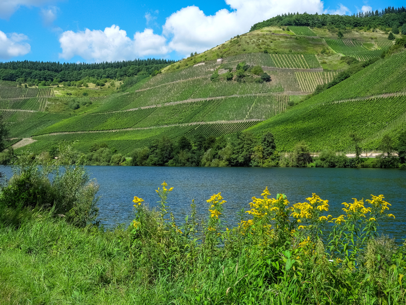 Зеленые поля на фоне реки