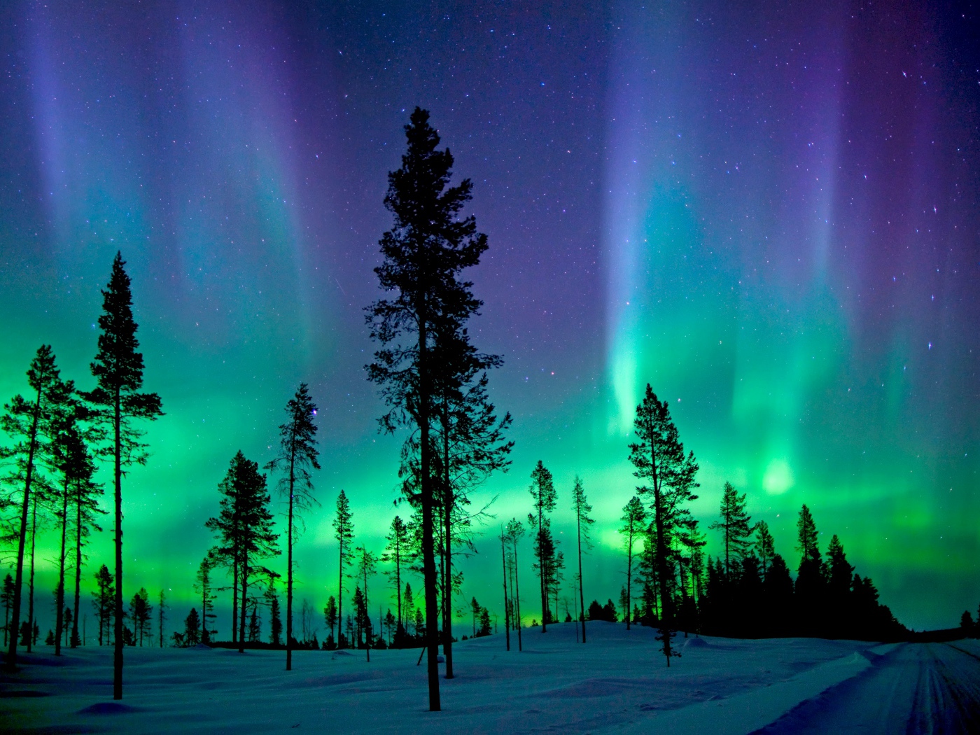 Северное сияние над заснеженным сосновым лесом