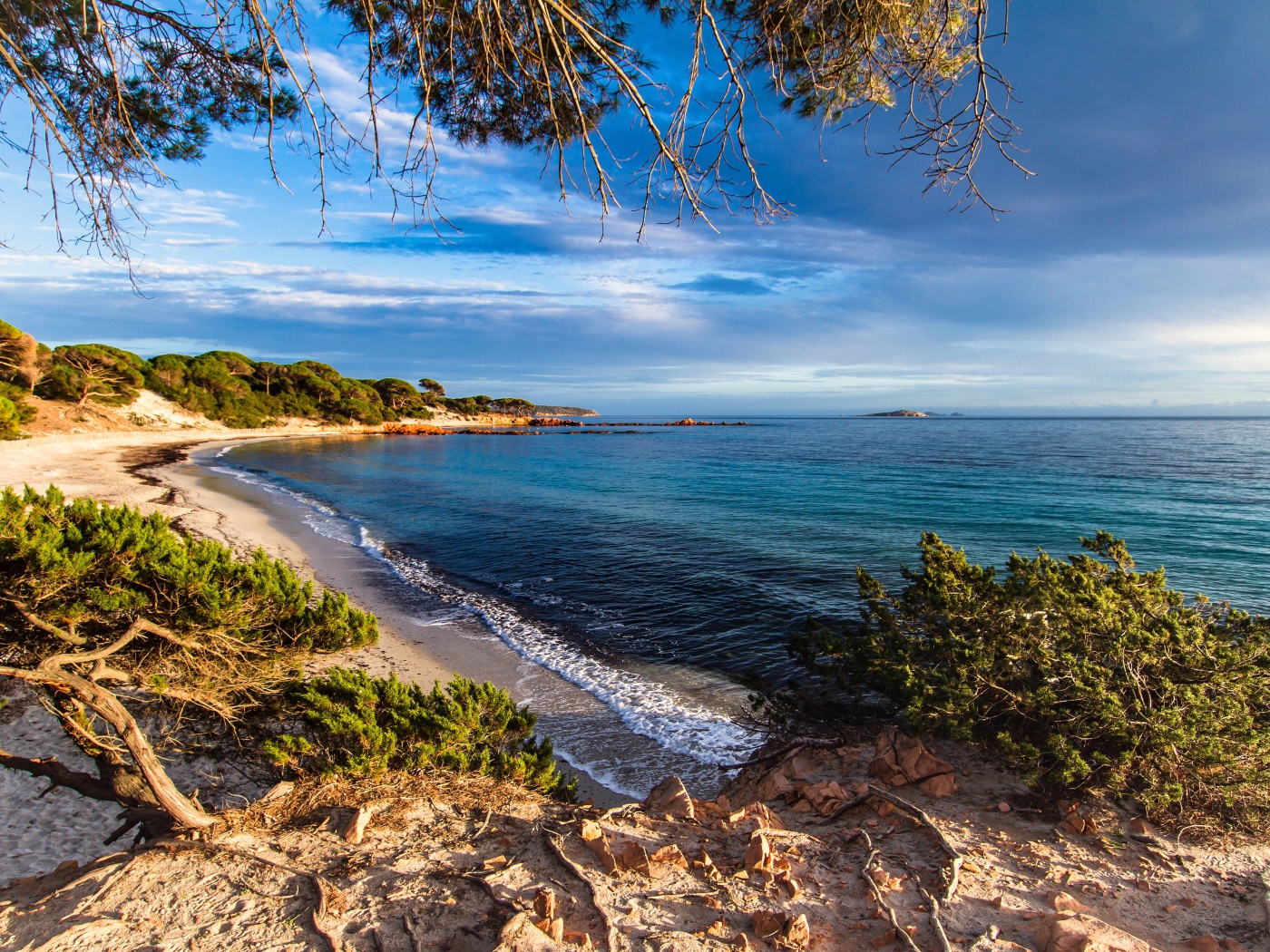 Деревья на побережье Корсика, Франция