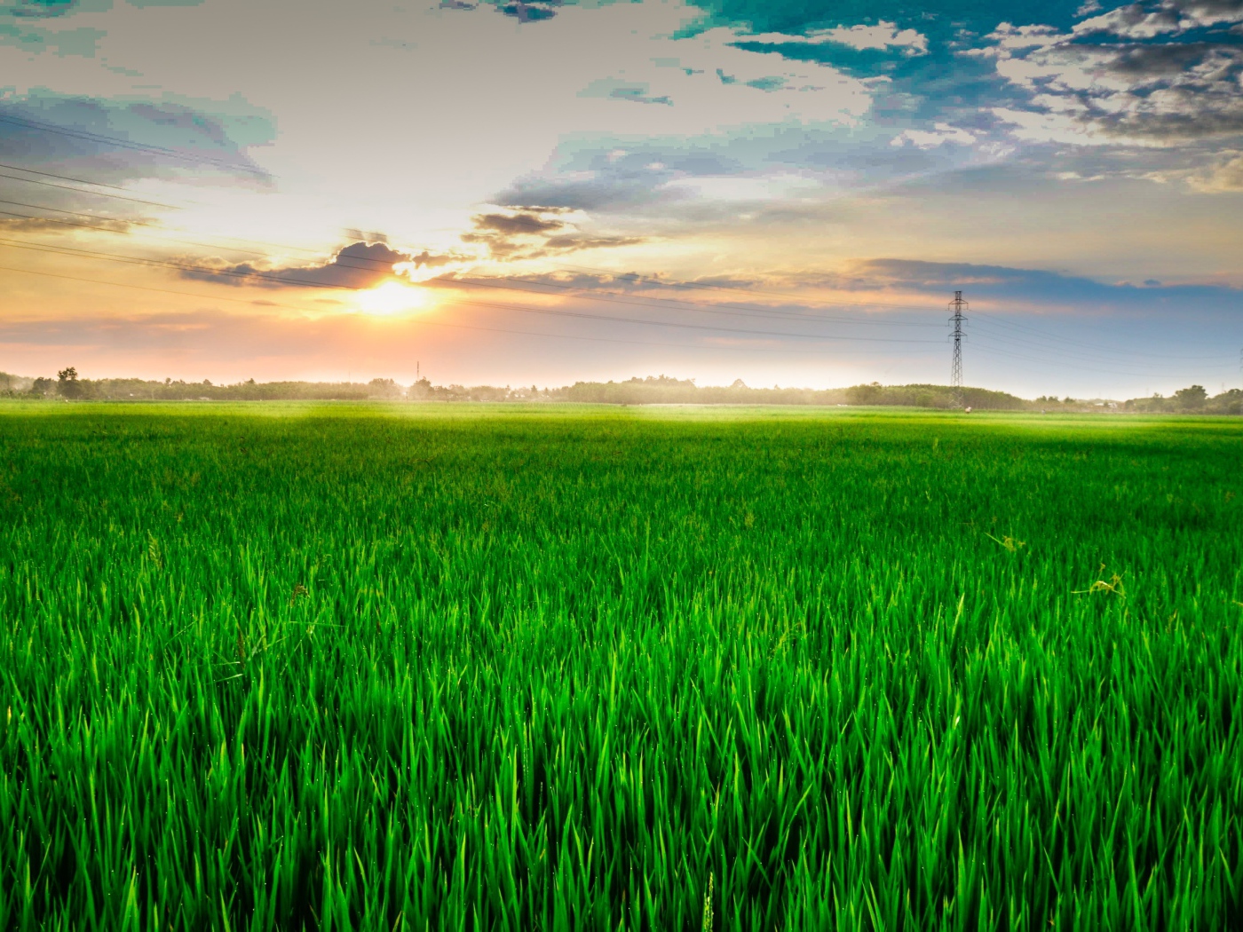 Восход летнего солнца над полем с зеленой пшеницей