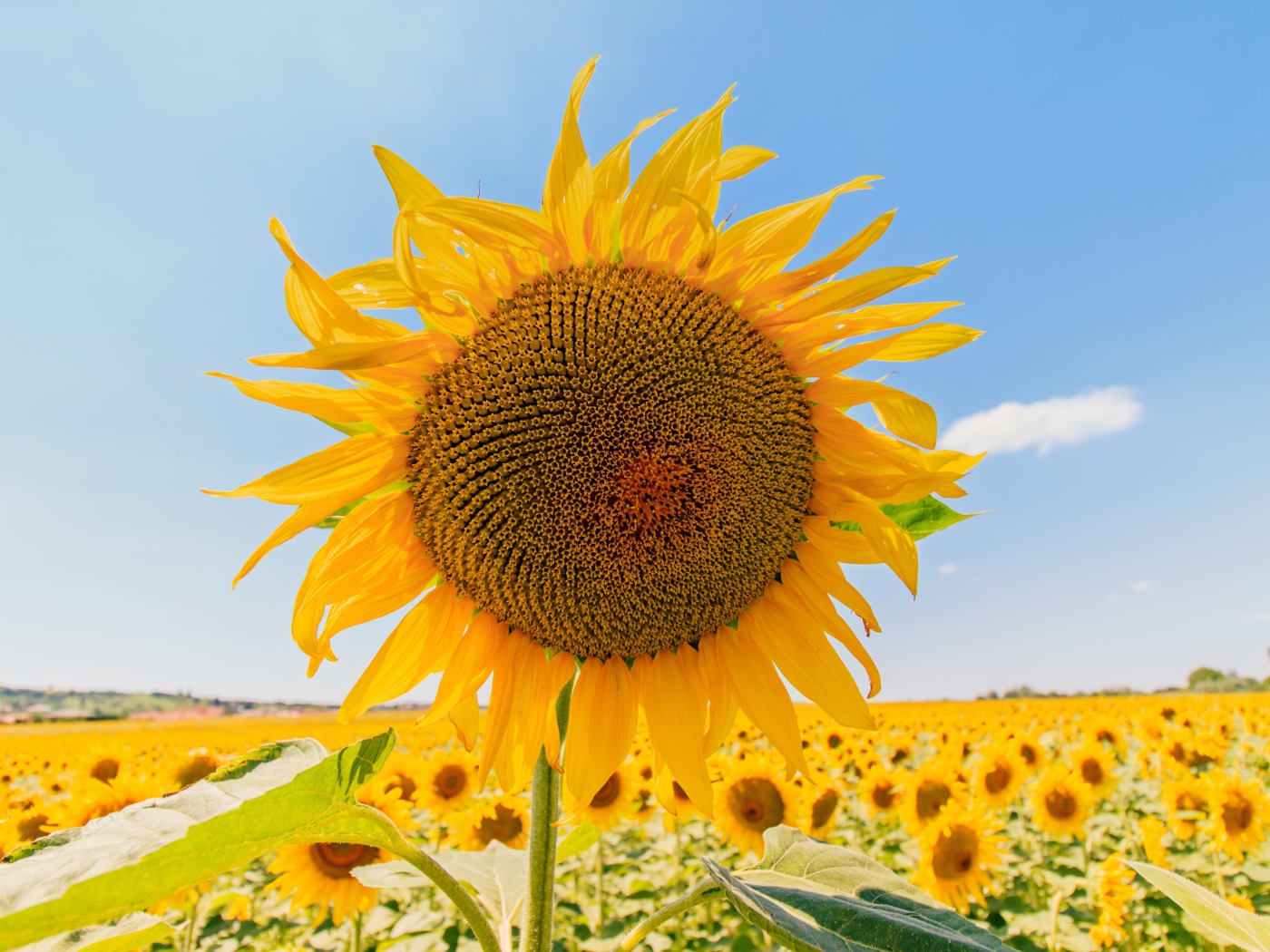 Цветущий подсолнух под голубым небом