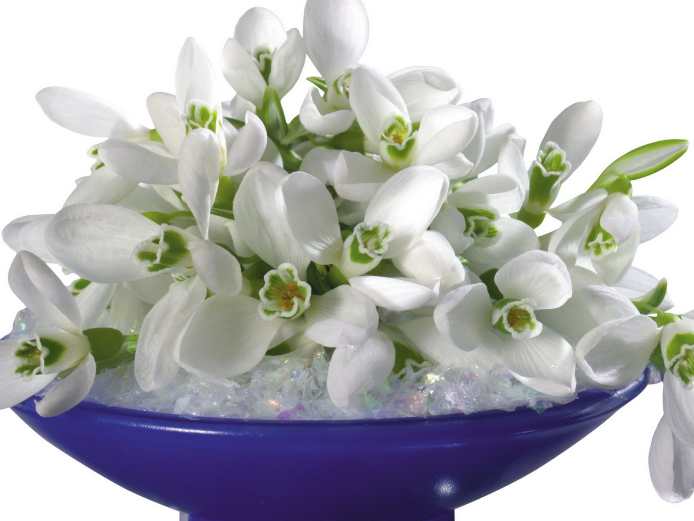 Букет подснежников лежит на синей тарелке на белом фоне